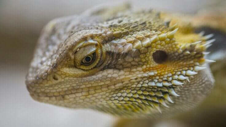 A close-up of a side profile of a bearded dragon
