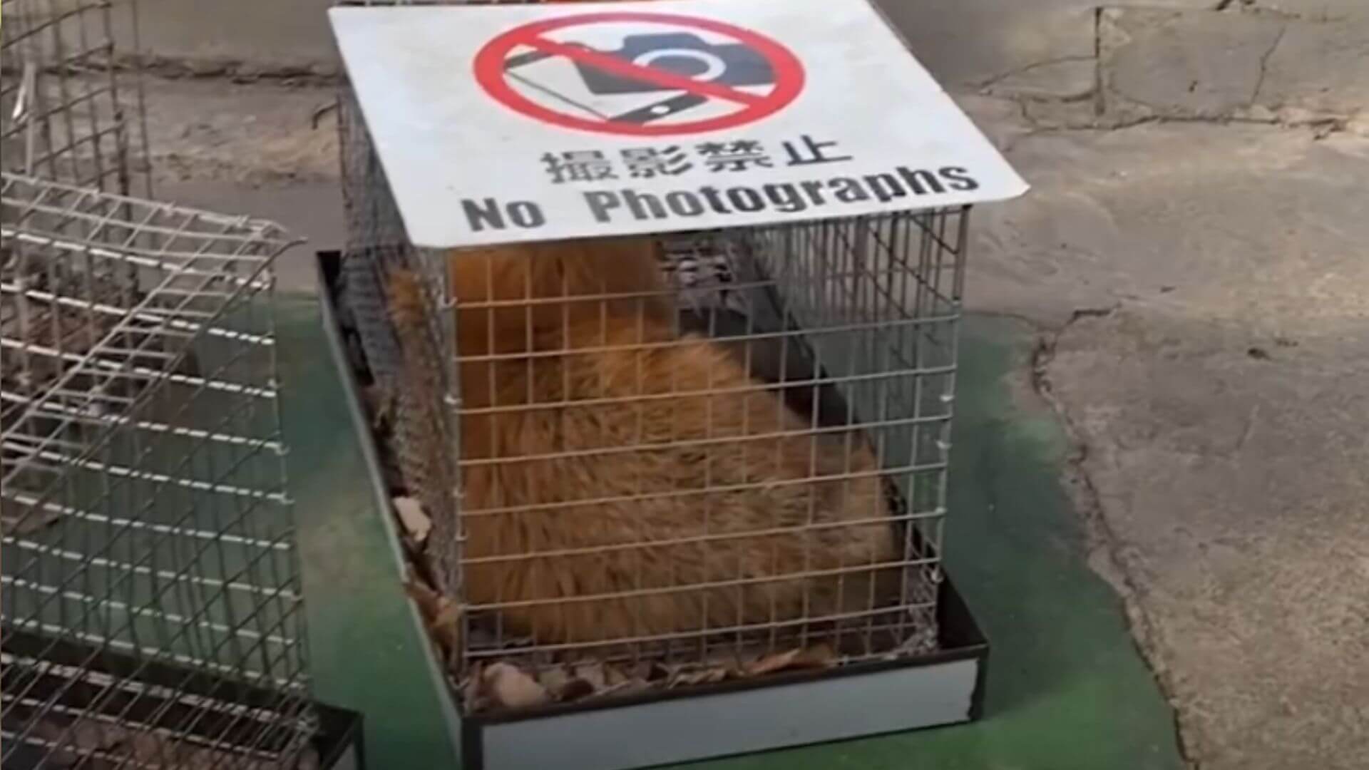 Planning a Trip to Japan? Here’s Why You Should Avoid Zao Fox Village