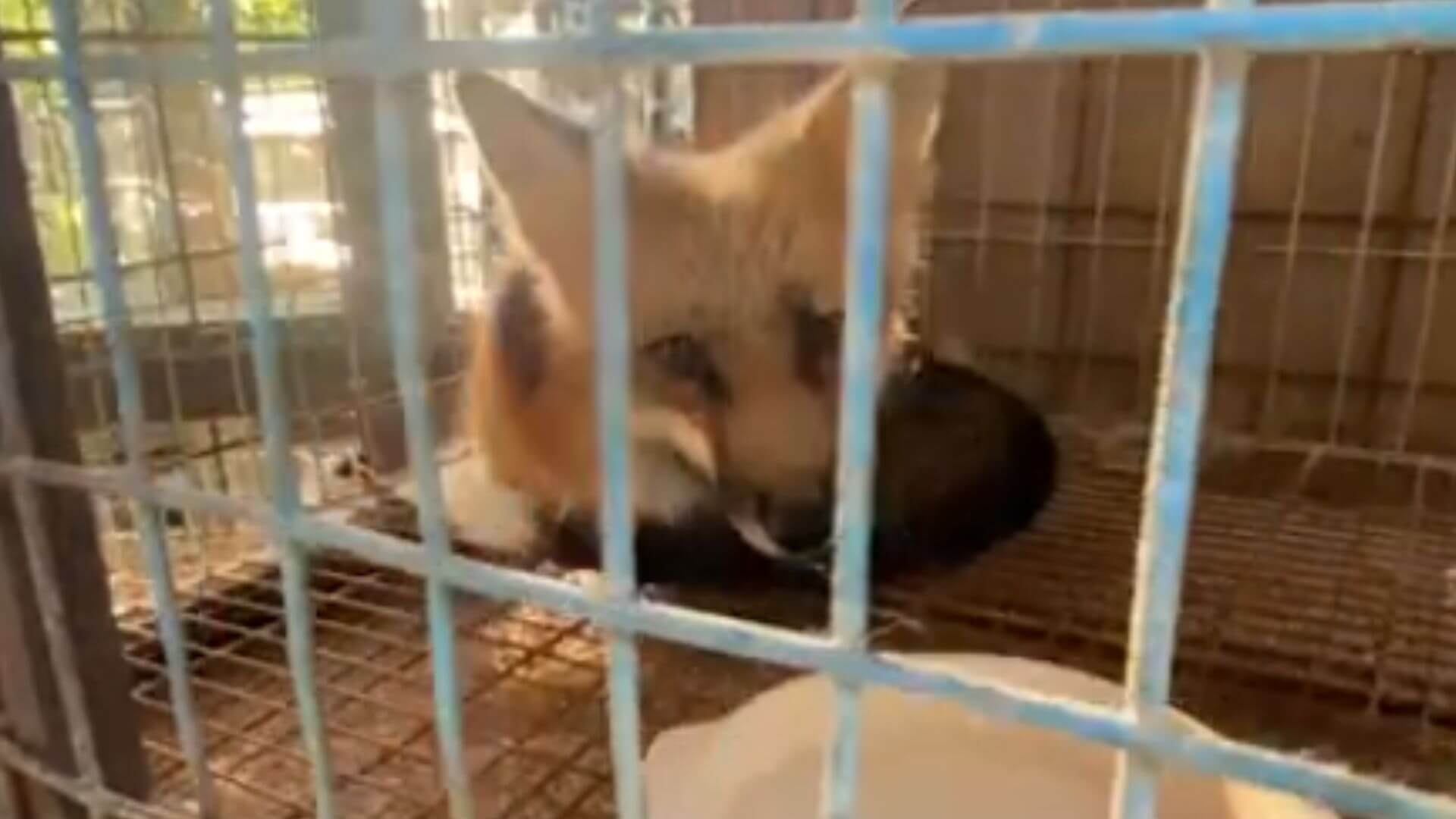 Planning a Trip to Japan? Here's Why You Should Avoid Zao Fox Village