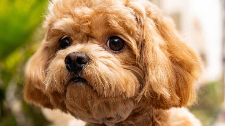 A close-up of a cavapoo
