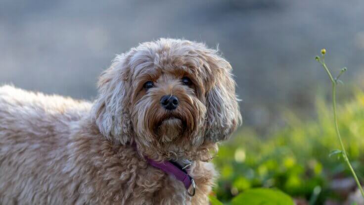 A cavapoo puppy looking at the camera