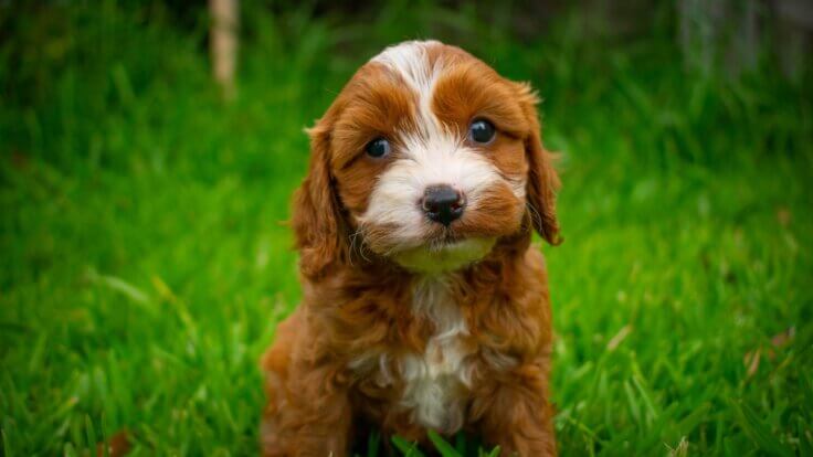 A cavapoo puppy sitting in green grass