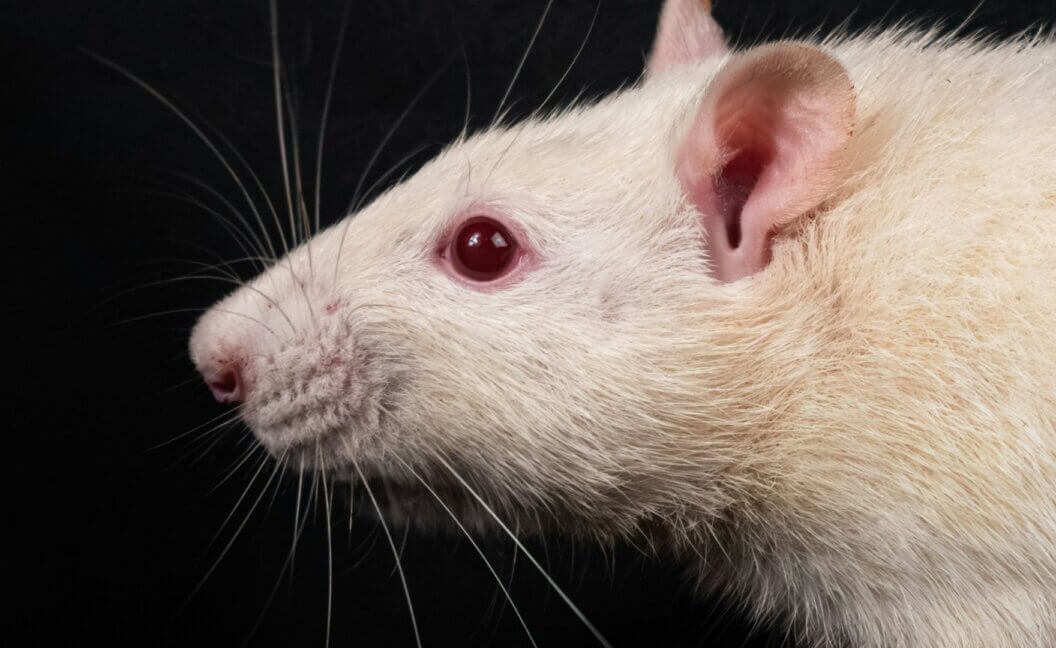 A close-up of a white rat