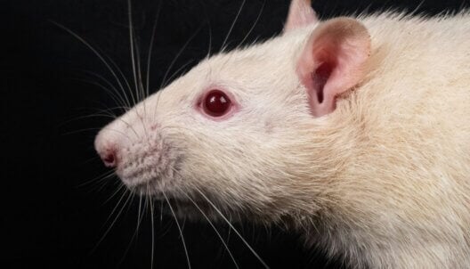 A close-up of a white rat