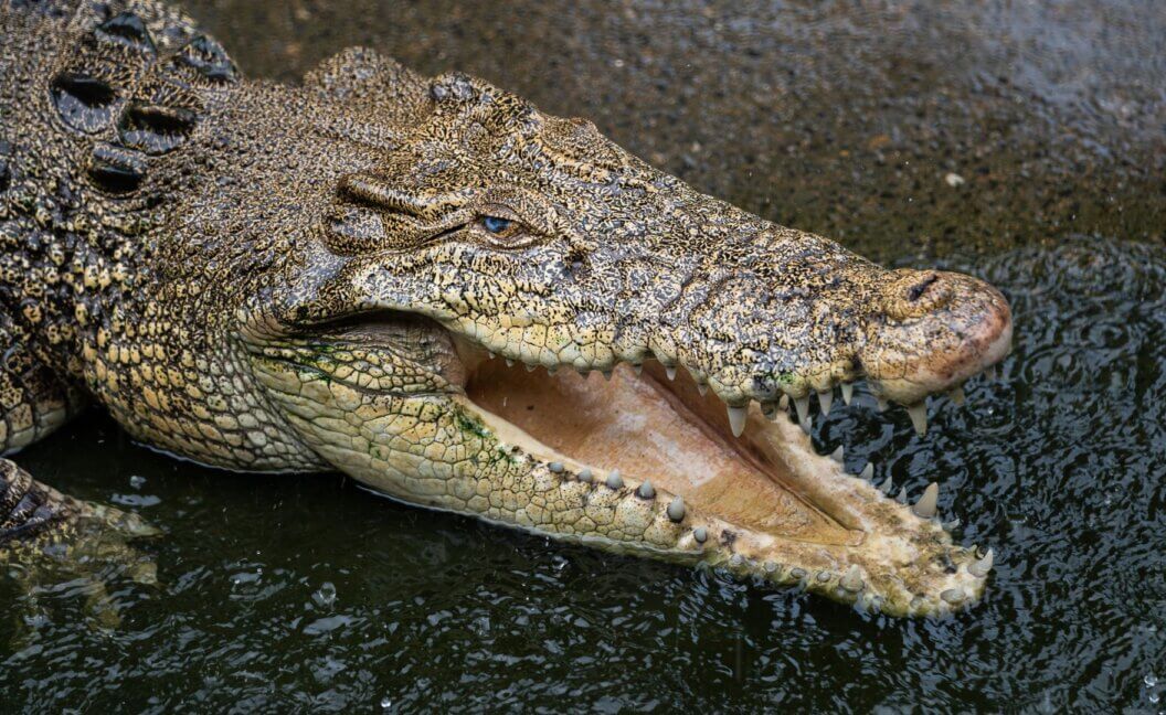 A close-up of a crocodile on a factory farm