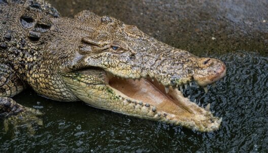 A close-up of a crocodile on a factory farm