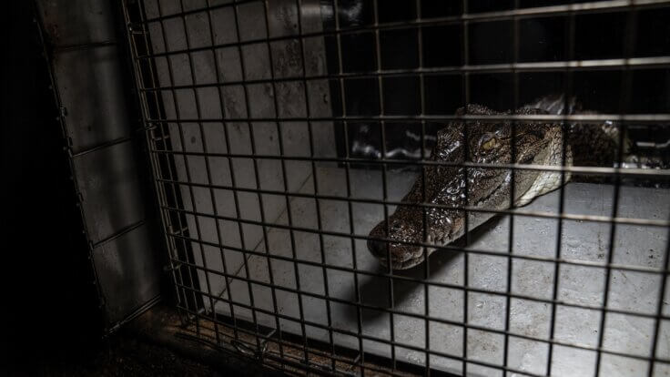 A crocodile behind a cage on a factory farm