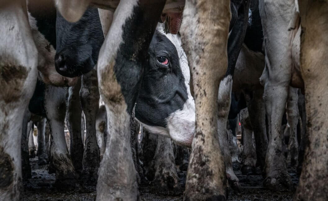 A group of cows in a muddy dairy mega farm