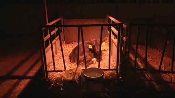 A calf in an RSPCA Assured dairy farm