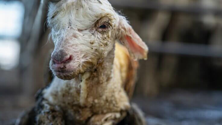 A lamb in the mud on a farm