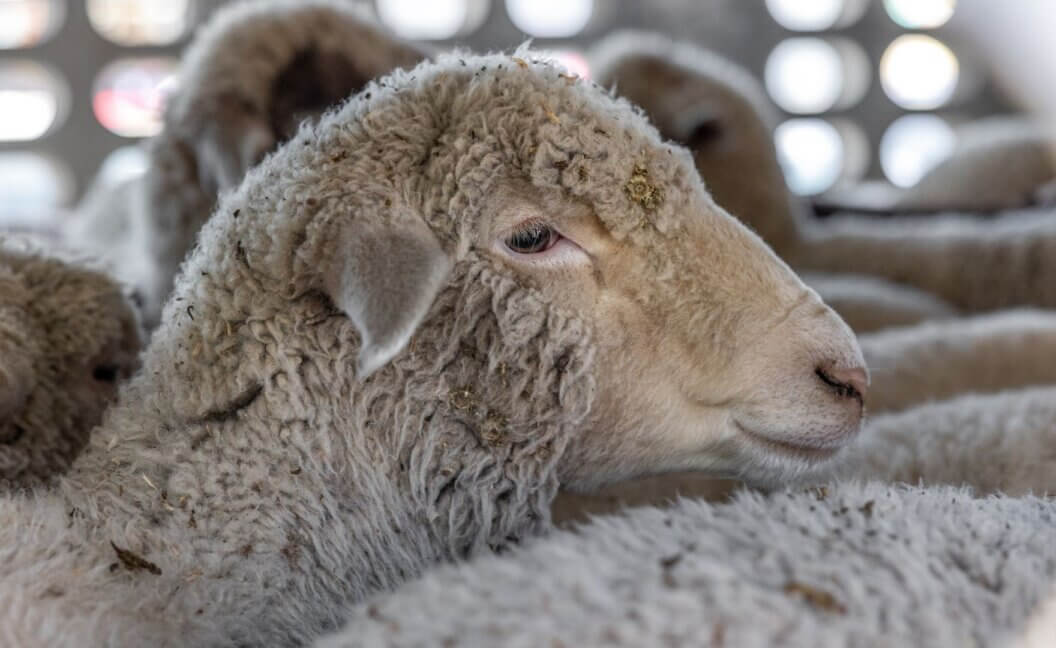 A side profile of a sheep in a transport truck