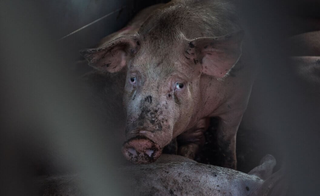 A pig in a filthy transport truck staring at the camera