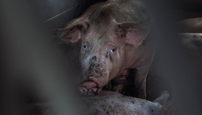 A pig in a filthy transport truck staring at the camera