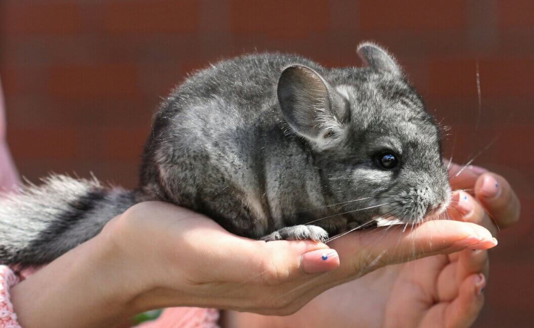 A person holding a chinchilla