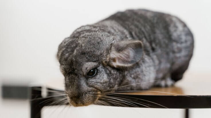 A chinchilla sitting on a table