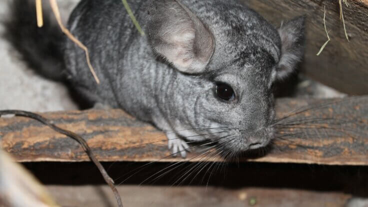 A chinchilla walking on a plank of wood