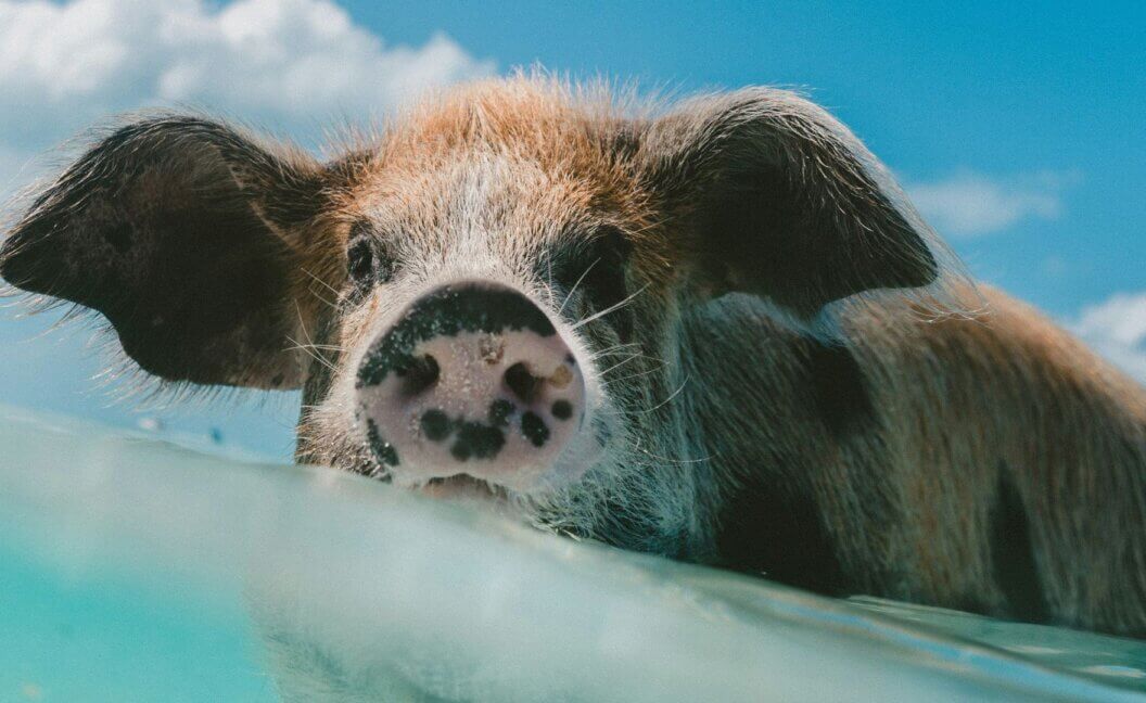 A pig on pig beach Bahamas looking into the camera
