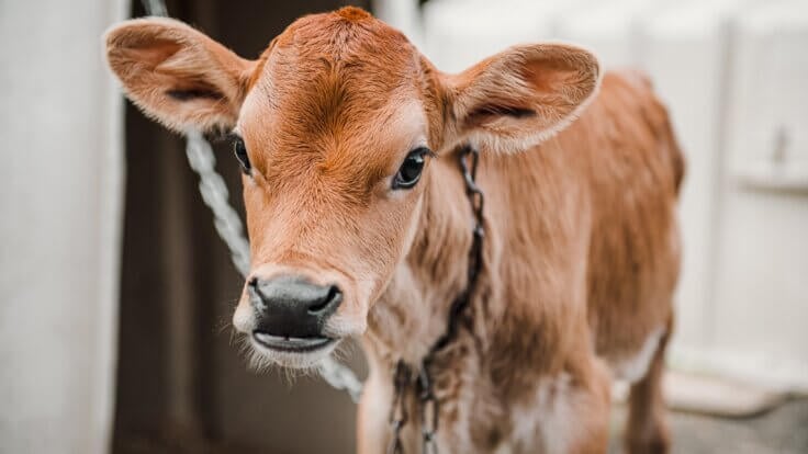 A calf taken from their mother on a dairy farm