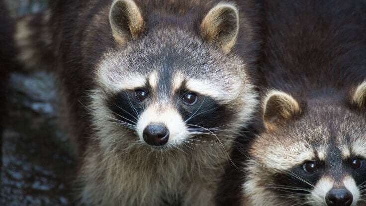 A close-up of a raccoon