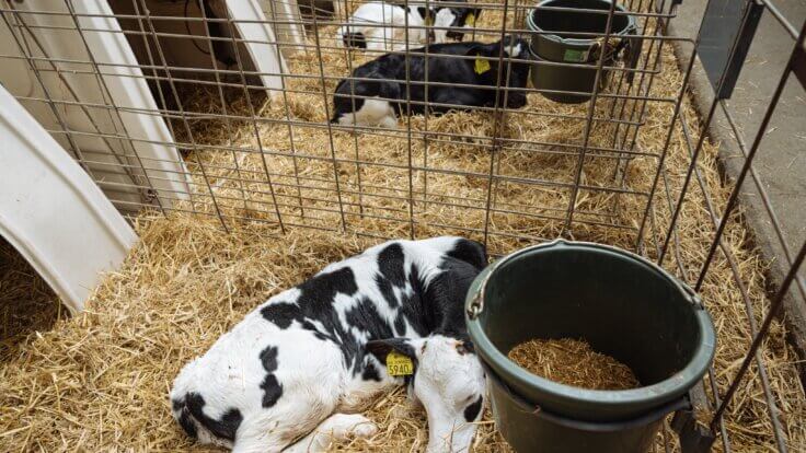 Calves in pens on dairy farms after being separated from their mothers